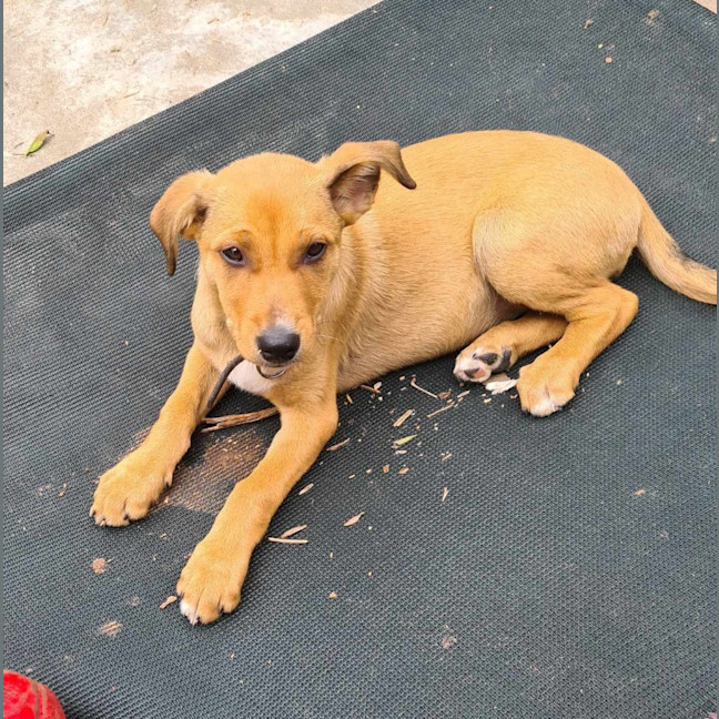 Photo of Lady Mcbeth