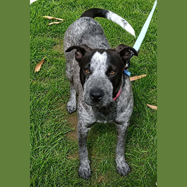 Photo of Sadie 
