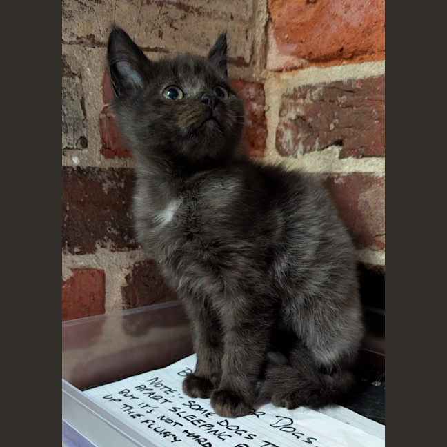 Photo of Vanilla