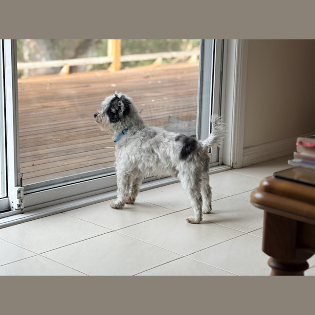 Photo of Bobby 🐼 Maltese X Shih Tzu