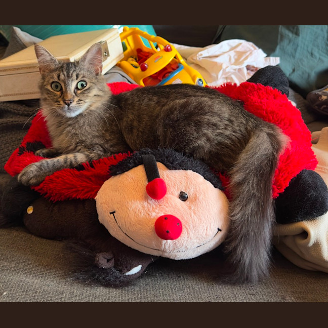 Photo of Spice (Felice) 