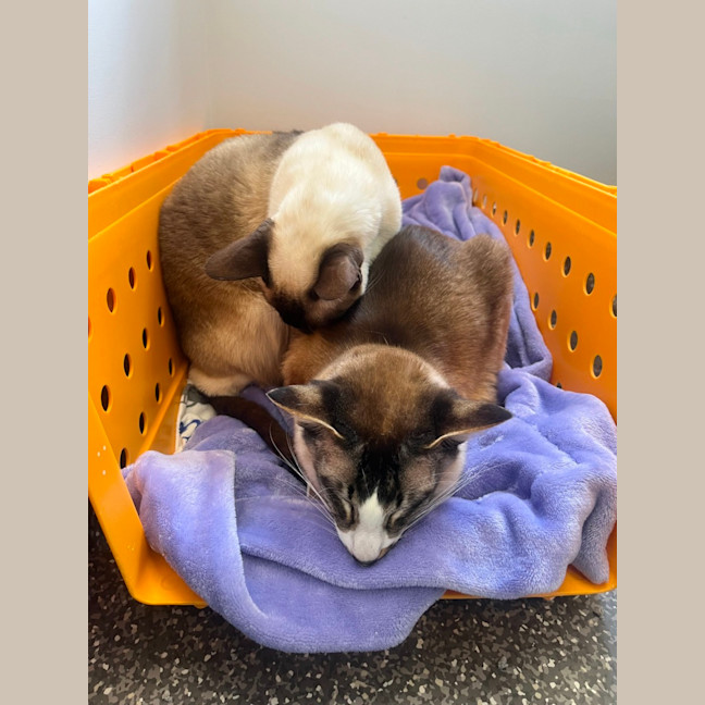 Photo of Minnie & Oscar