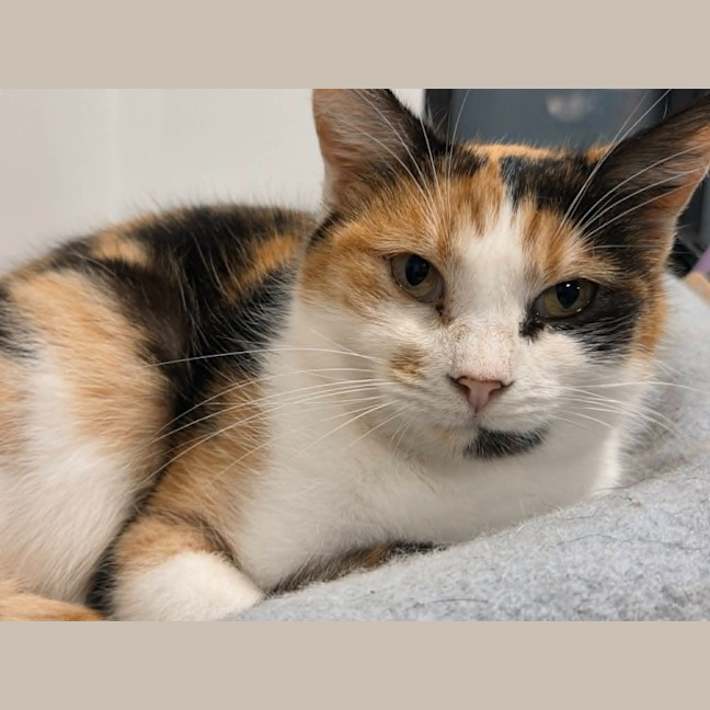 Photo of Pickle