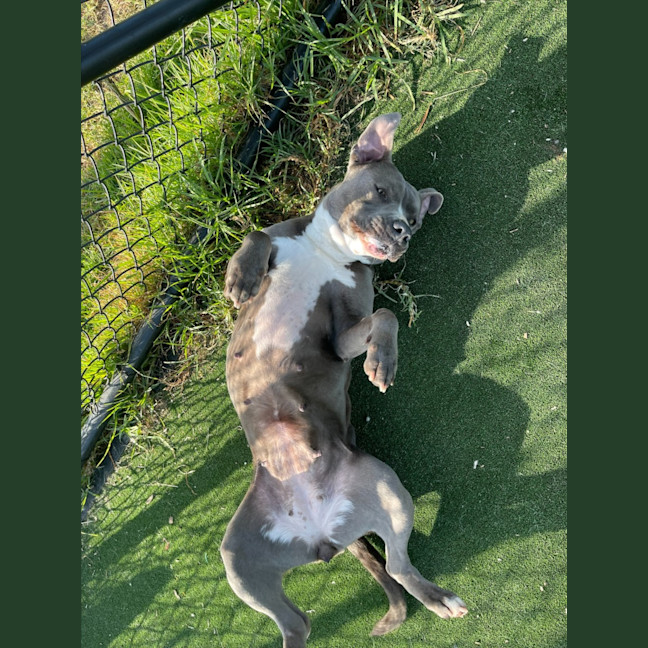 Photo of Zena Imp 1167