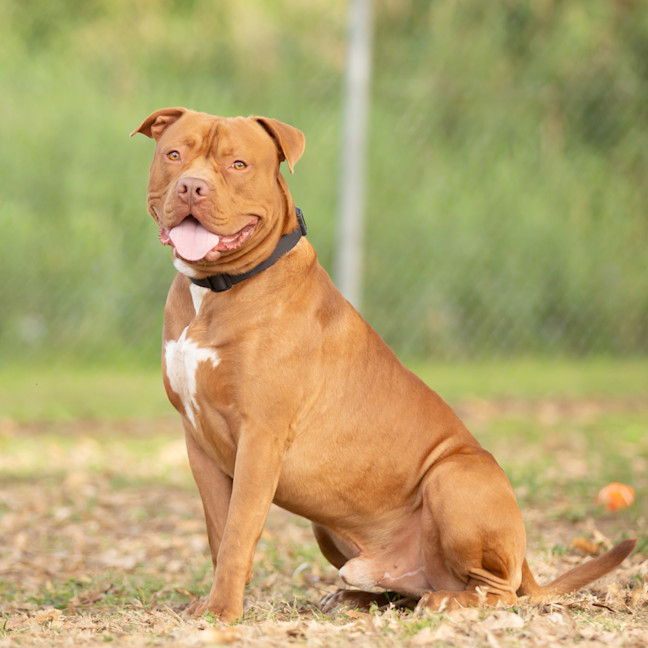 Photo of Hooch