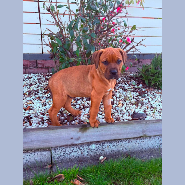 Photo of Muffin