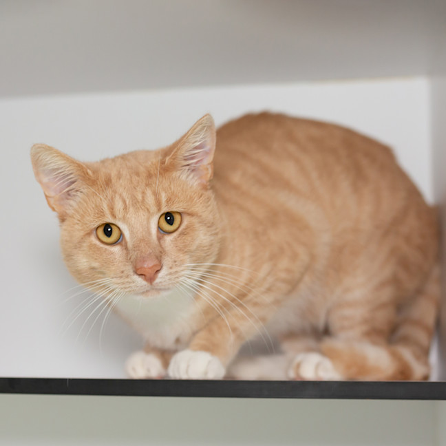 Photo of Copper