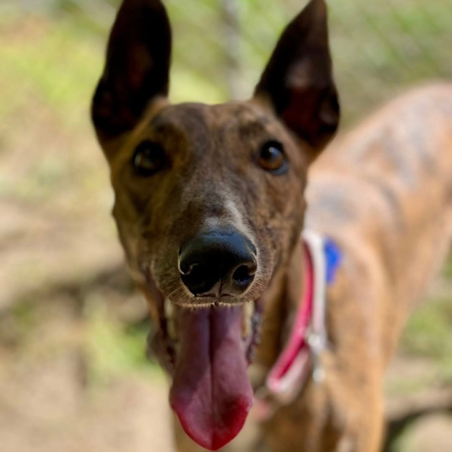 Photo of Beanie The Greyhound