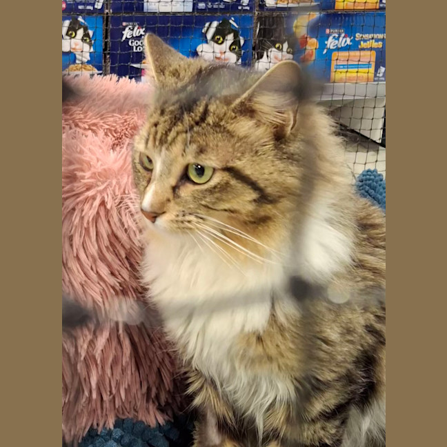 Photo of Sebastian * 9 Lives Project Rescue*