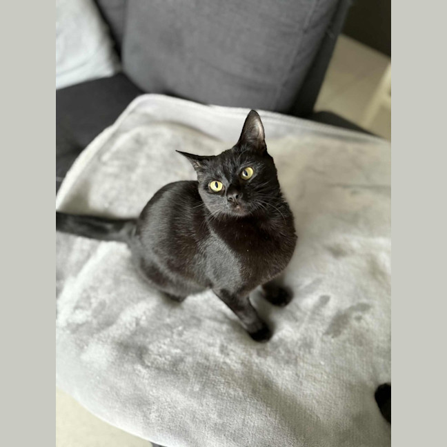 Photo of Pip & Squeak   In Foster In Preston 