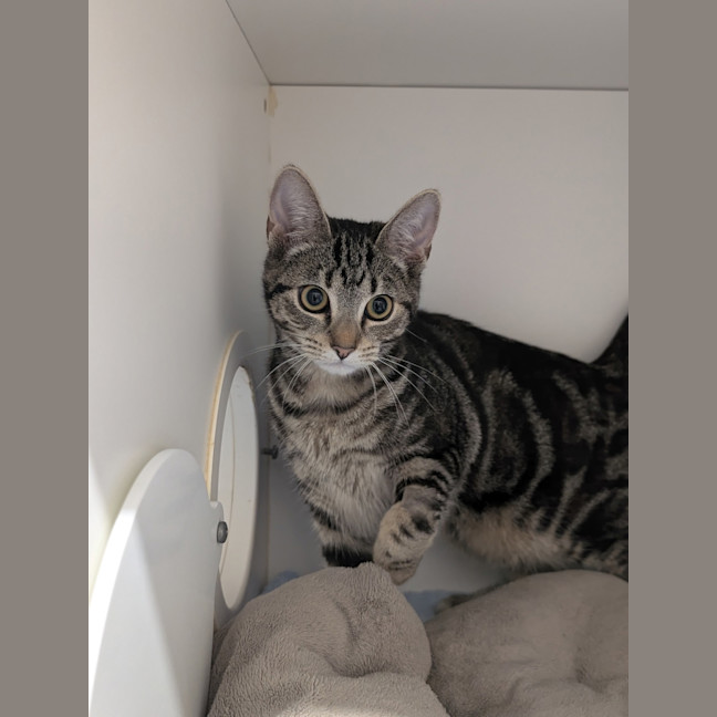 Photo of Kitty