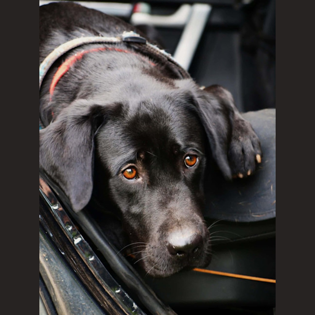 Photo of Max 
