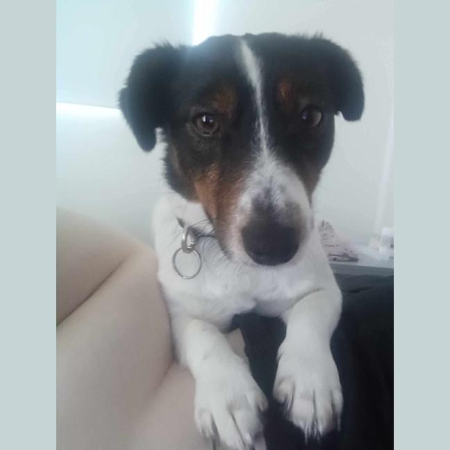 Photo of Banjo
