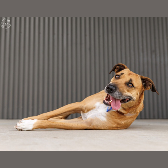 Photo of Gidget   6 Year Old Staffy X Mastiff