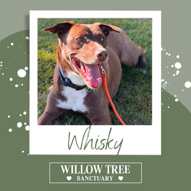 Photo of Whisky