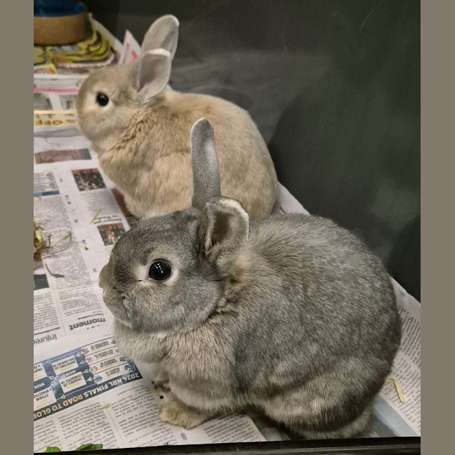 Photo of Casper (Bonded With Ghost)