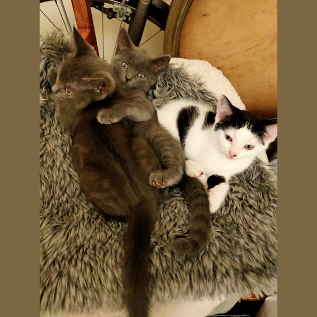 Photo of Shadow And Domino