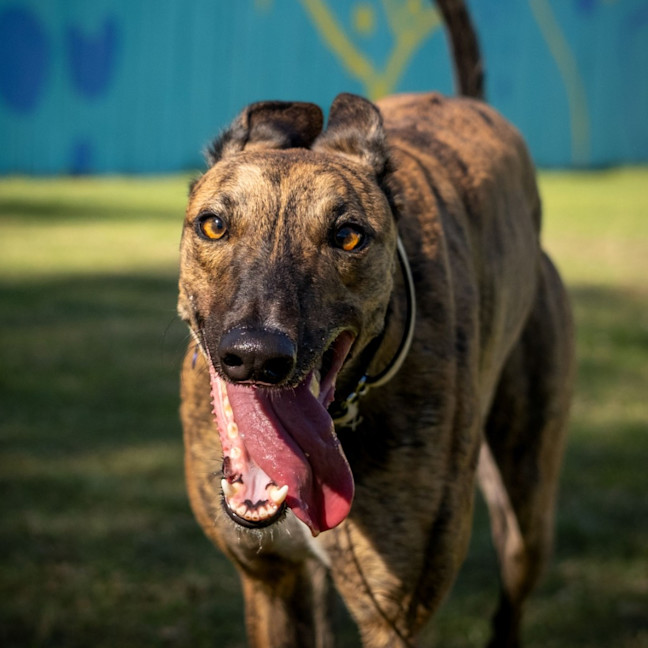 Photo of Bubbles The Greyhound