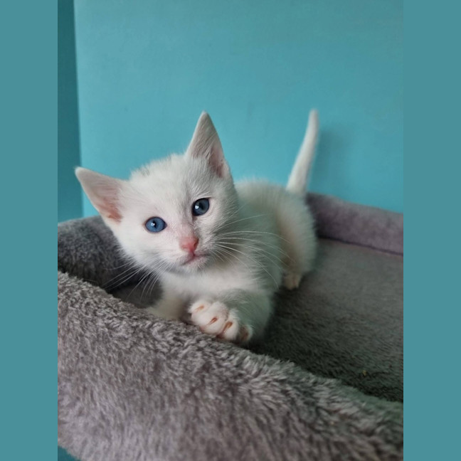 Photo of Selene