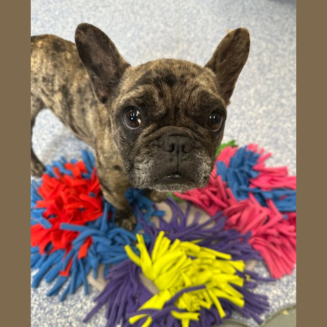 Photo of Luna