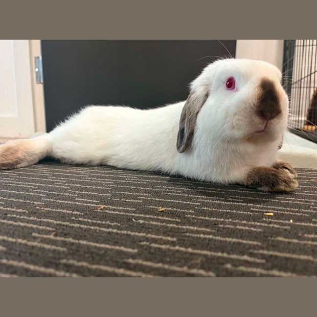 Photo of Binki