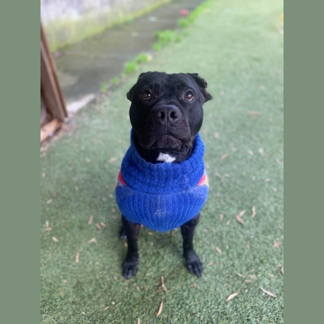Photo of Chop