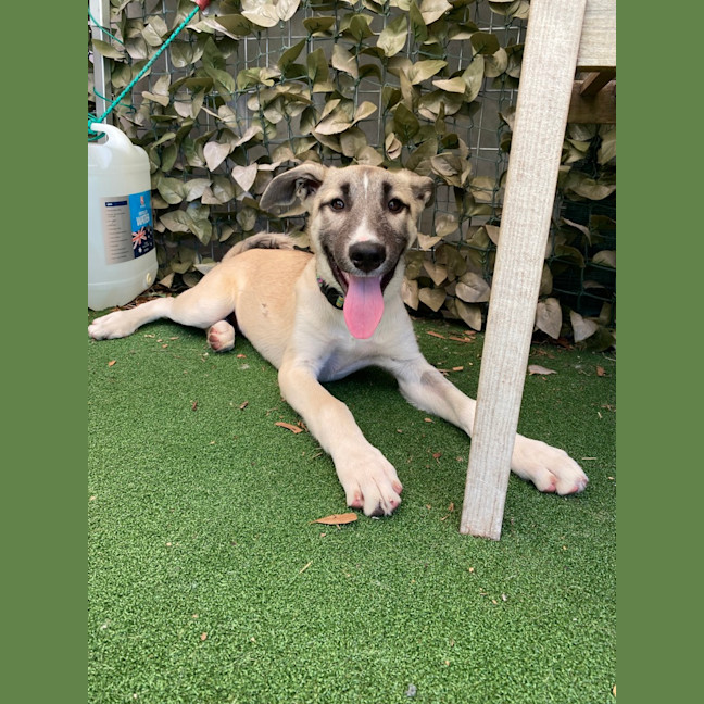 Photo of Skye