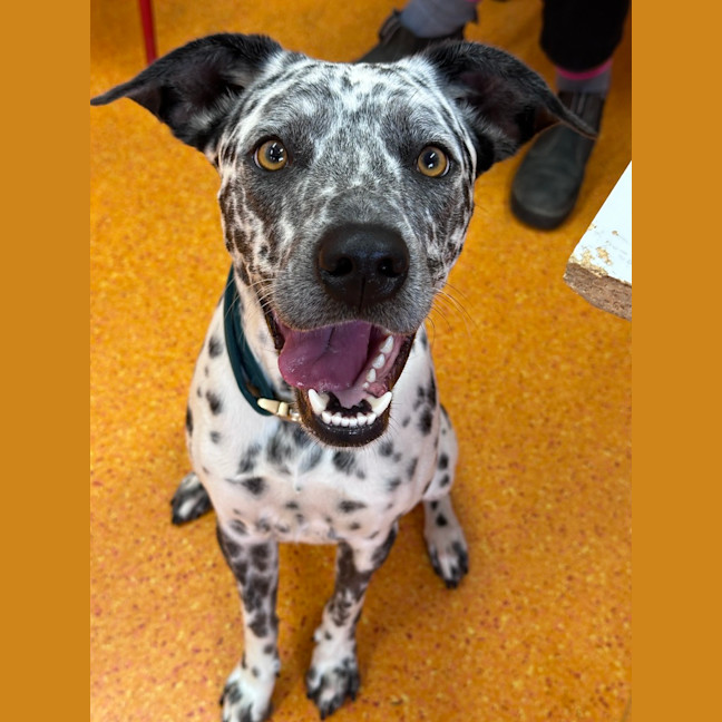 Photo of Roxy