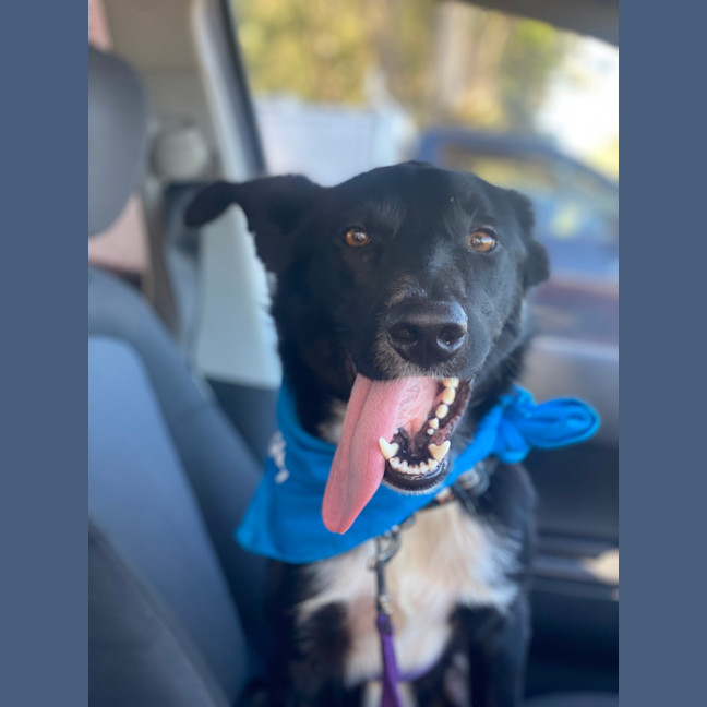 Photo of Dozer