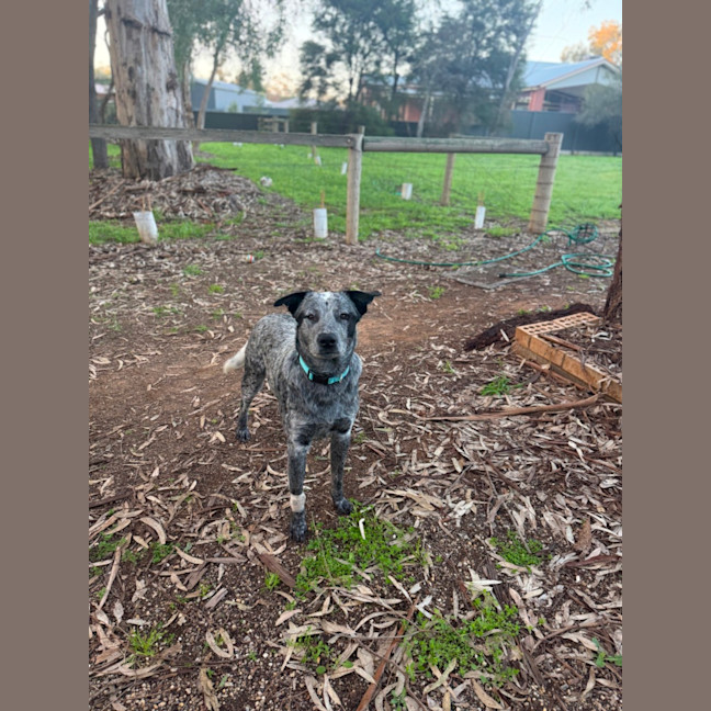 Photo of Bandit