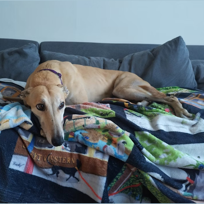 Photo of Sweet Ginger