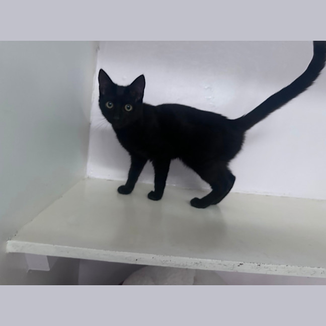 Photo of Ebony