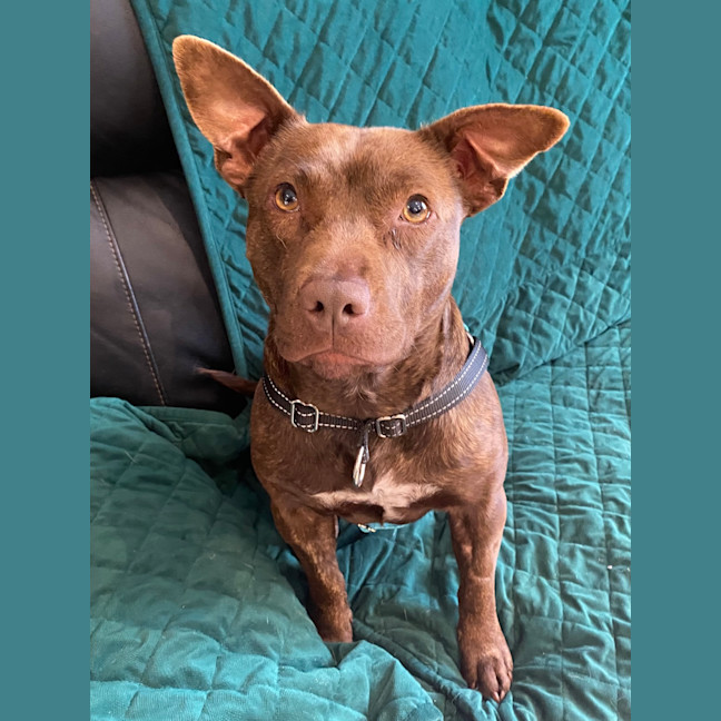Photo of Dotty