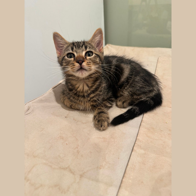 Photo of Maverick
