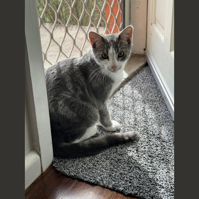Photo of Penn **2nd Chance Cat Rescue**