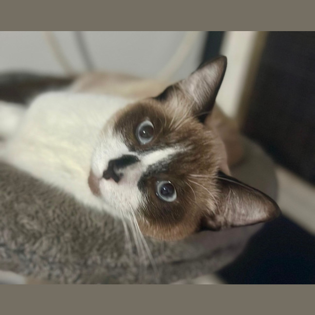 Photo of Sam 💙😻