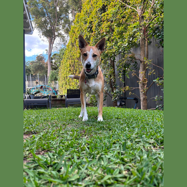 Photo of Lucy   4 Year Old Basenji X