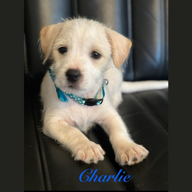 Photo of Charlie