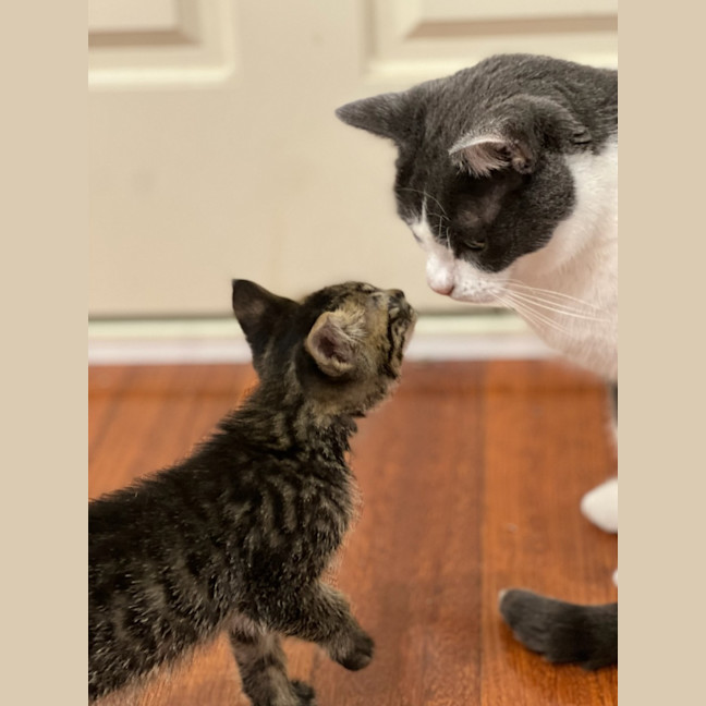 Photo of Pompompurin