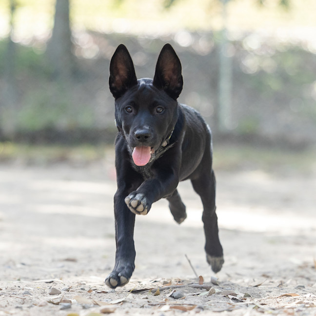 Photo of Dexter