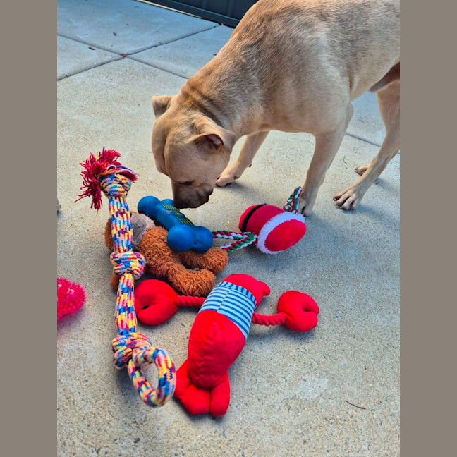 Photo of Dozer! 🐻