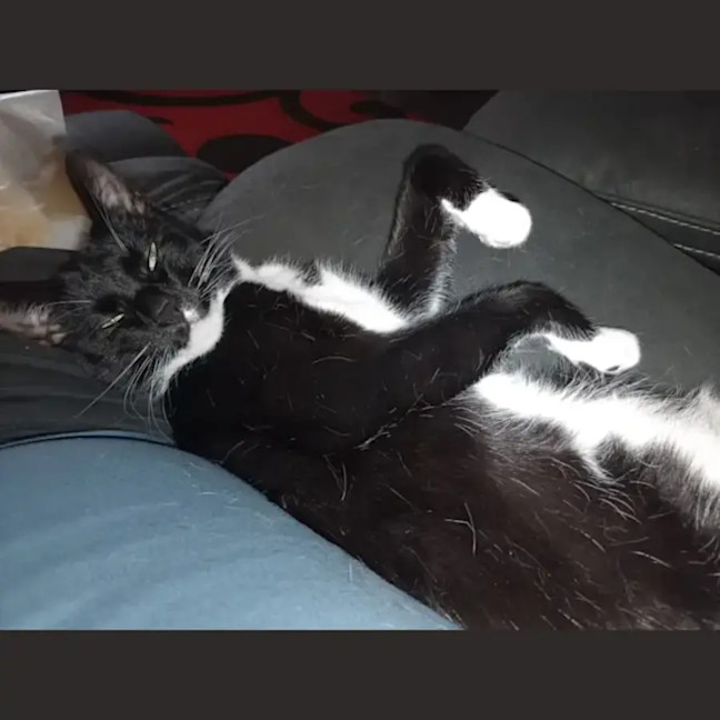 Photo of Monty