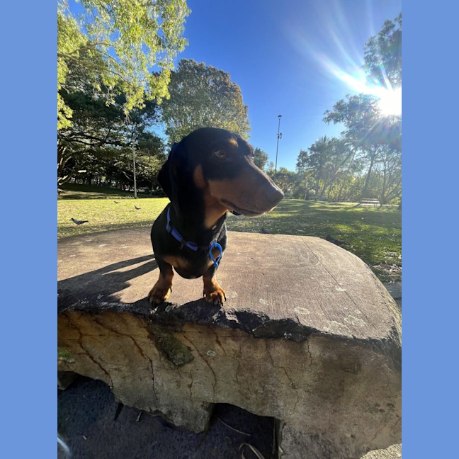 Photo of Albie