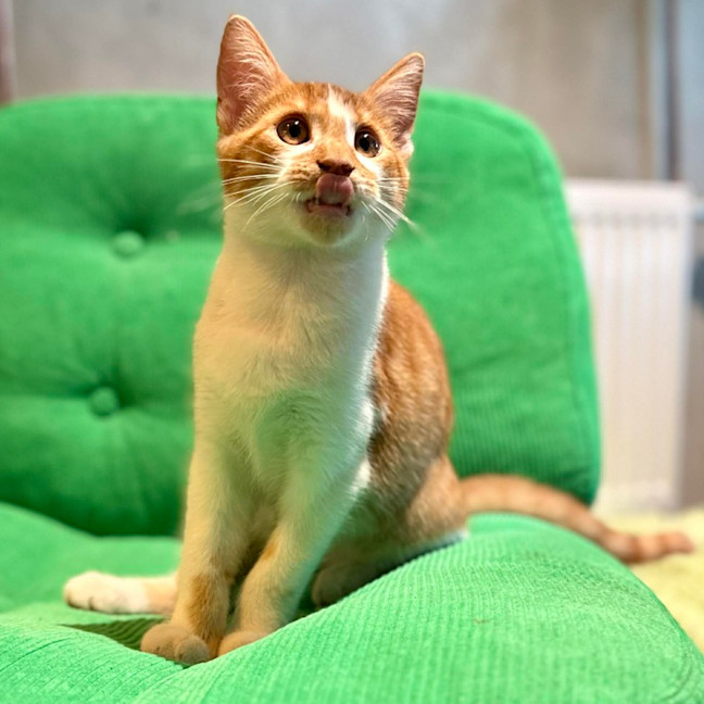 Photo of Tango   In Foster Care In Brunswick East