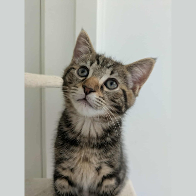 Photo of Otto Meet Me@Petstock Clyde North Store