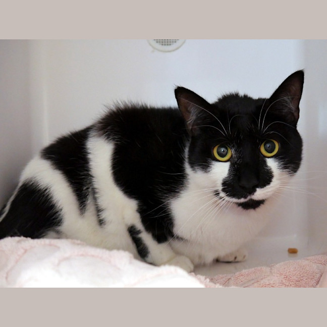 Photo of Troy Sua015242