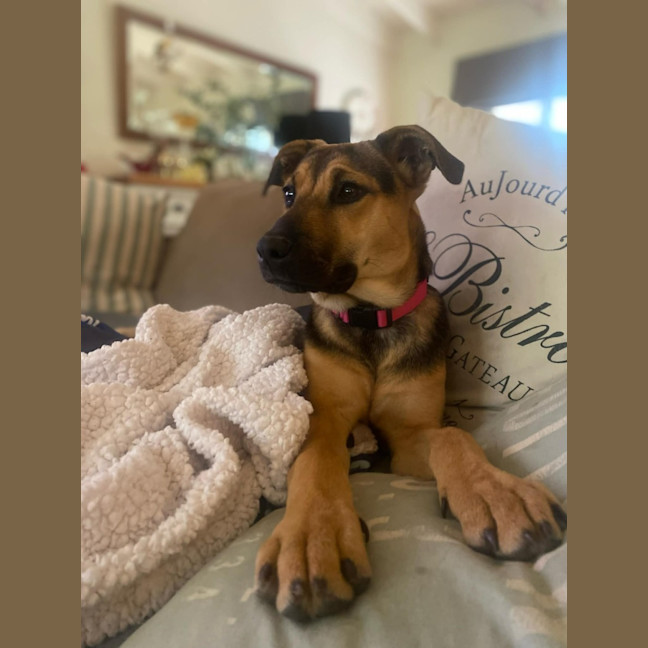 Photo of Lacey
