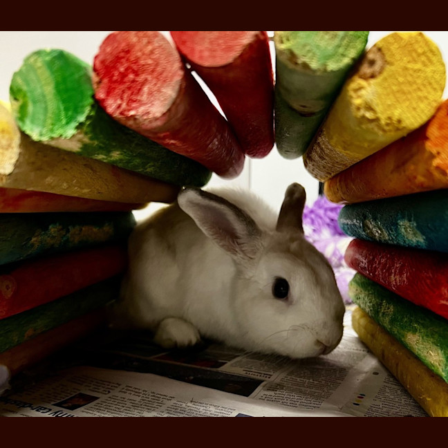 Photo of Benji