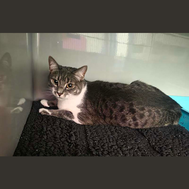 Photo of Nova