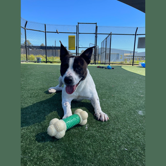 Photo of Bane Imp 1186